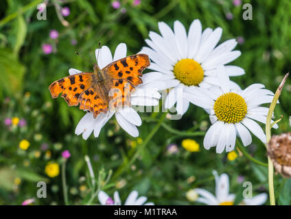 Eine Makroaufnahme eines Komma Schmetterling auf ein Ochse eye Daisy sitzen. Stockfoto