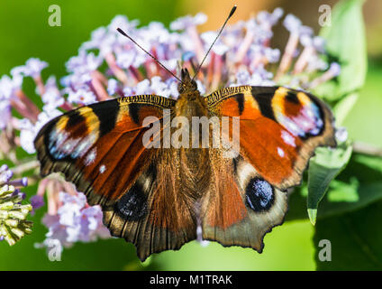 Eine Makroaufnahme eines Tagpfauenauges Pollen sammeln von einem Schmetterling Bush. Stockfoto