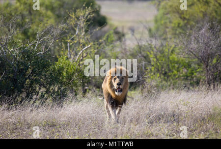 Malerischer Blick auf ein männlicher Löwe (Panthera leo) mit einem großen schwarzen Mähne wandern in buschfeld Stockfoto
