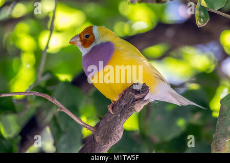 Gouldian Finch, Erythrura gouldiae, auch bekannt als Lady Gouldian Finch, Goulds Finch oder der Regenbogen Fink, ist ein buntes Säugetierart endemisch auf Stockfoto