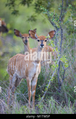 Baby Lamm Nyala (Tragelaphus angasii) intensiv in die Kamera starrt Stockfoto
