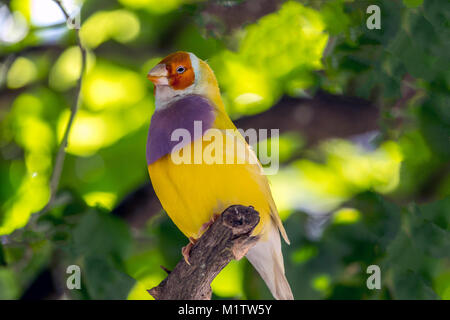Gouldian Finch, Erythrura gouldiae, auch bekannt als Lady Gouldian Finch, Goulds Finch oder der Regenbogen Fink, ist ein buntes Säugetierart endemisch auf Stockfoto