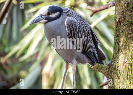 Gelb - gekrönte Nachtreiher, Nyctanassa violacea, ist einer von zwei Arten von Nacht Reiher in Amerika gefunden, Stockfoto