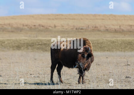 Ein amerikanischer Bison blickt zurück als es klebt seine tonge heraus an die Tallgrass Prairie Preserve in Pawhuska, Oklahoma Stockfoto
