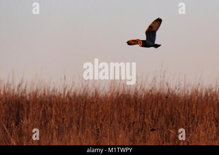 Eine Sumpfohreule fliegt über das Gras auf der Suche nach Ihrem Abendessen im Tallgrass Prairie Preserve in Pawhuska, Oklahoma Stockfoto