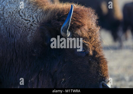 Close-up von Bison am Tallgrass Prairie Preserve in Pawhuska, Oklahoma Stockfoto