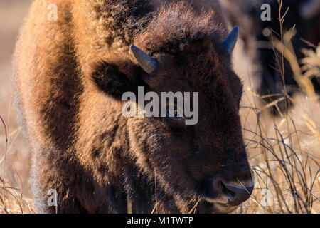 Nahaufnahme einer bison Kalb im Tallgrass Prairie Preserve in Pawhuska, Oklahoma Stockfoto