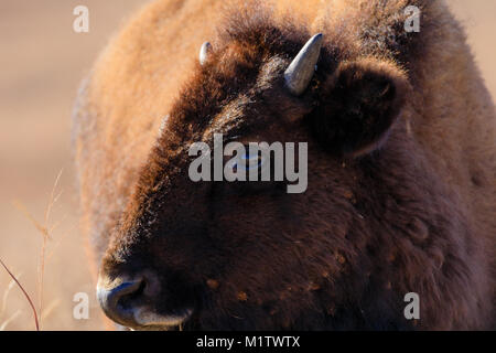 Nahaufnahme einer bison Kalb im Tallgrass Prairie Preserve in Pawhuska, Oklahoma Stockfoto