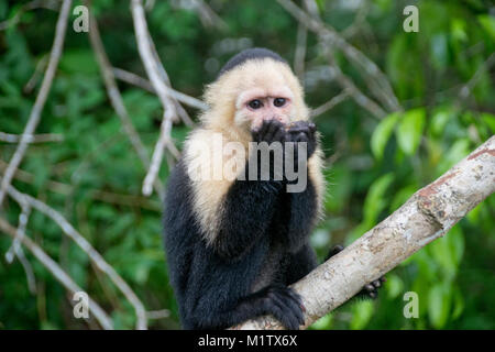 Ein Kapuziner Affe frisst einen Snack in Lake Gatun, Panama. Stockfoto