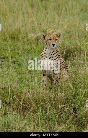 Gepard (Acinonyx jubatus) in der Serengeti Stockfoto