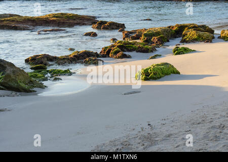 Grüne Moos bedeckt Coral Reef Felsen an einem Sandstrand. Riviera Maya, Cancun, Mexiko. Stockfoto