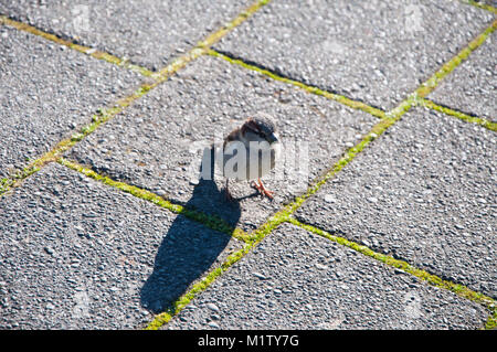 Sparrow auf dem Boden Stockfoto