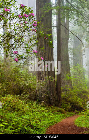 Redwoods und Rhododendren entlang der Verdammnis Creek Trail in Del Norte Küste Redwoods State Park, Kalifornien, USA Stockfoto