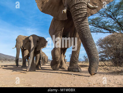 Eine Froschperspektive eines Elefanten Herde nähert sich entlang einer sandigen Weg in Samburu National Reserve, Kenia Stockfoto