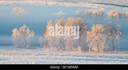 Raureif bedeckt Bäume im frühen Morgenlicht an einem kalten Wintertag in Calgary, Kanada Stockfoto