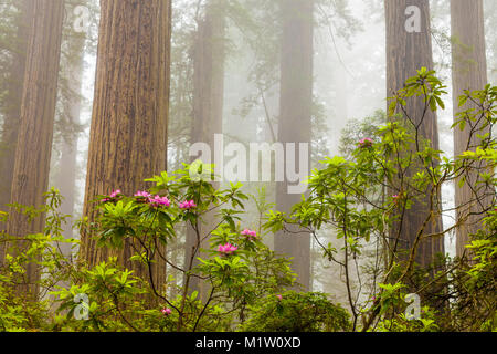 Redwoods und Rhododendren entlang der Verdammnis Creek Trail in Del Norte Küste Redwoods State Park, Kalifornien, USA Stockfoto