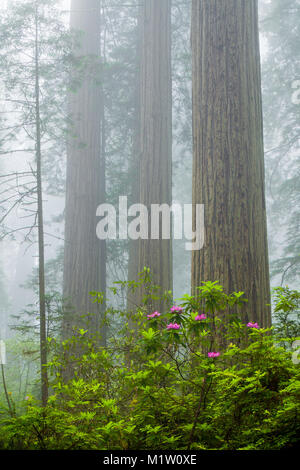 Redwoods und Rhododendren entlang der Verdammnis Creek Trail in Del Norte Küste Redwoods State Park, Kalifornien, USA Stockfoto