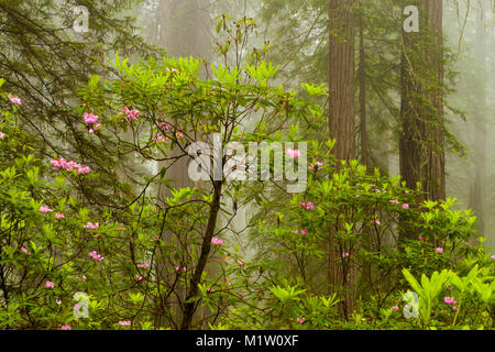 Redwoods und Rhododendren entlang der Verdammnis Creek Trail in Del Norte Küste Redwoods State Park, Kalifornien, USA Stockfoto