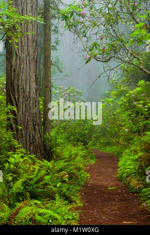 Redwoods und Rhododendren entlang der Verdammnis Creek Trail in Del Norte Küste Redwoods State Park, Kalifornien, USA Stockfoto