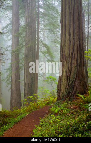 Redwoods und Rhododendren entlang der Verdammnis Creek Trail in Del Norte Küste Redwoods State Park, Kalifornien, USA Stockfoto