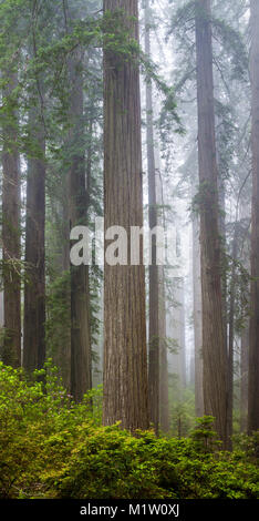 Redwoods und Rhododendren entlang der Verdammnis Creek Trail in Del Norte Küste Redwoods State Park, Kalifornien, USA Stockfoto