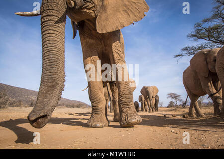 Eine Froschperspektive eines Elefanten Herde nähert sich entlang einer sandigen Weg in Samburu National Reserve, Kenia Stockfoto