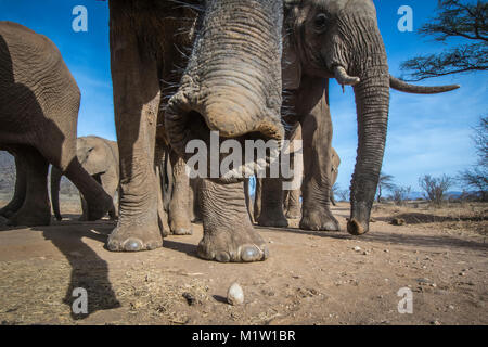 Eine Froschperspektive eines Elefanten Herde nähert sich entlang einer sandigen Weg in Samburu National Reserve, Kenia Stockfoto