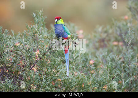 Red capped Papagei Flaschenbürste Baum toodyay Western Australia sitzen Stockfoto