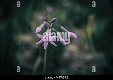 Bokeh de Flor lila de Tulbaghia de fondo Verde Stockfoto