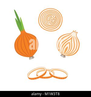 Ganze Zwiebel Zwiebel-, Halb- und Zwiebelringe. Vector Illustration Stock Vektor