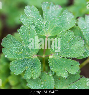 Eine Makroaufnahme von Regentropfen auf einer akelei Blatt. Stockfoto