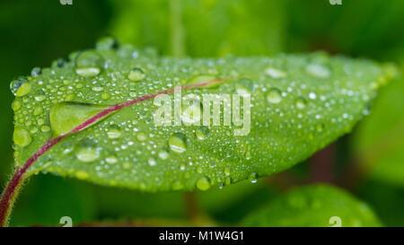 Eine Makroaufnahme von einigen Regentropfen ruht auf einem grünen Blatt. Stockfoto