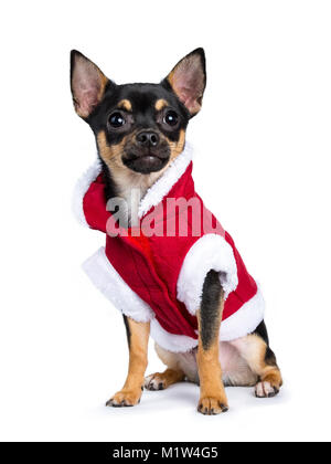 Schwarz chiwawa dog sitting Seite Wege tragen Süße Weihnachten Jacke auf weißem Hintergrund Stockfoto