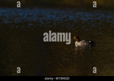 Erwachsene Frau die Schellente, Bucephala clangula, Schwimmen in einem See in England, Großbritannien Stockfoto