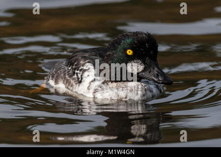 Erwachsene männliche Schellente, Bucephala clangula, Schwimmen in einem See in England, Großbritannien Stockfoto