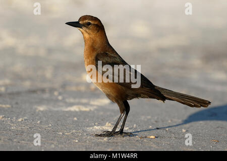 Weibliche Boot-tailed Grackle (Quiscalus major) - Cedar Key, Florida Stockfoto