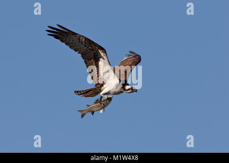 Fischadler (Pandion haliaetus) Fliegen mit einem frisch gefangenen Fisch - Cedar Key, Florida Stockfoto