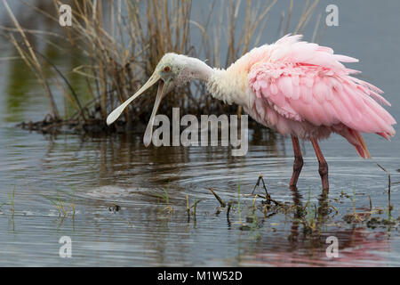 Ein jugendlicher Rosalöffler (Platalea ajaja) mit seiner Rechnung öffnen - Naturschutzgebiet Merritt Island, Florida Stockfoto