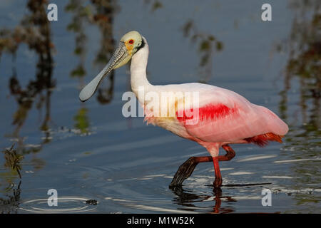 Rosalöffler (Platalea ajaja) Nahrungssuche in einer Lagune - Naturschutzgebiet Merritt Island, Florida Stockfoto