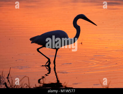 Silberreiher (Ardea alba) in einer Lagune bei Sonnenuntergang - Estero Island, Florida Silhouette Stockfoto