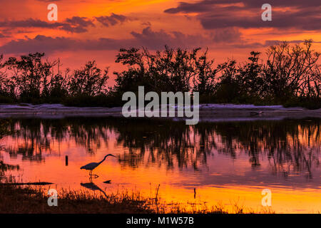 Silberreiher (Ardea alba) in einer Lagune bei Sonnenuntergang - Estero Island, Florida Silhouette Stockfoto