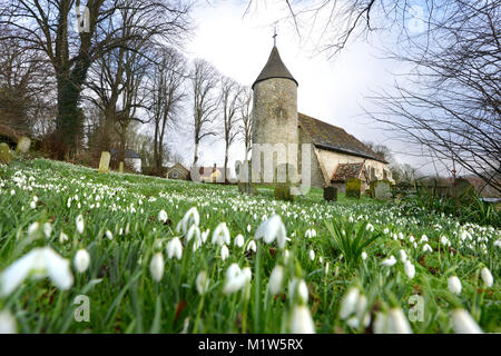 Schneeglöckchen in Southease Kirchhof, East Sussex, auf der South Downs Way Stockfoto