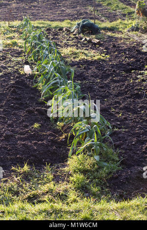 Allium. Lauch wachsen auf die Zuteilung im Winter. Stockfoto