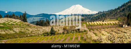 Apfelplantagen weiße Blüte im Frühling, Hood River Valley, Oregon Stockfoto