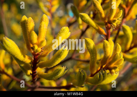 Anigozanthos, Kangaroo Paw, ein Eingeborener zu Western Australia und in Kalifornien angebaut. Stockfoto