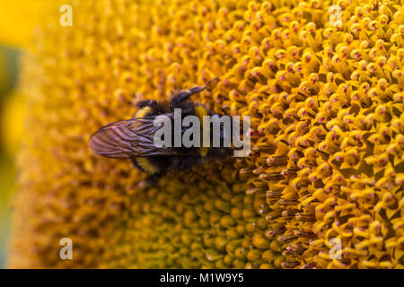 Detaillierte Nahaufnahme einer Hummel, bombus terrestris, Fütterung von Nektar und Bestäubung einer Sonnenblume, Helianthus annuus. Garsons Farm, England Stockfoto