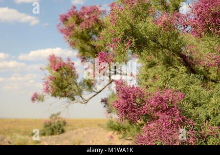 Das Salz Cedar Tree in der Blüte. Stockfoto