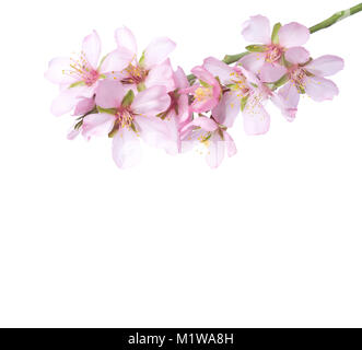 Pfirsich in der Blüte isoliert auf Weiss. Studio shot Stockfoto