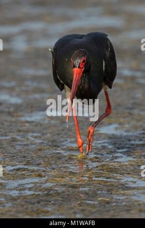 Nach Schwarzstorch (Ciconia nigra) Angeln Stockfoto