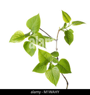 Junger Zweig der Flieder (Syringa vulgaris) auf Weiß isoliert Stockfoto